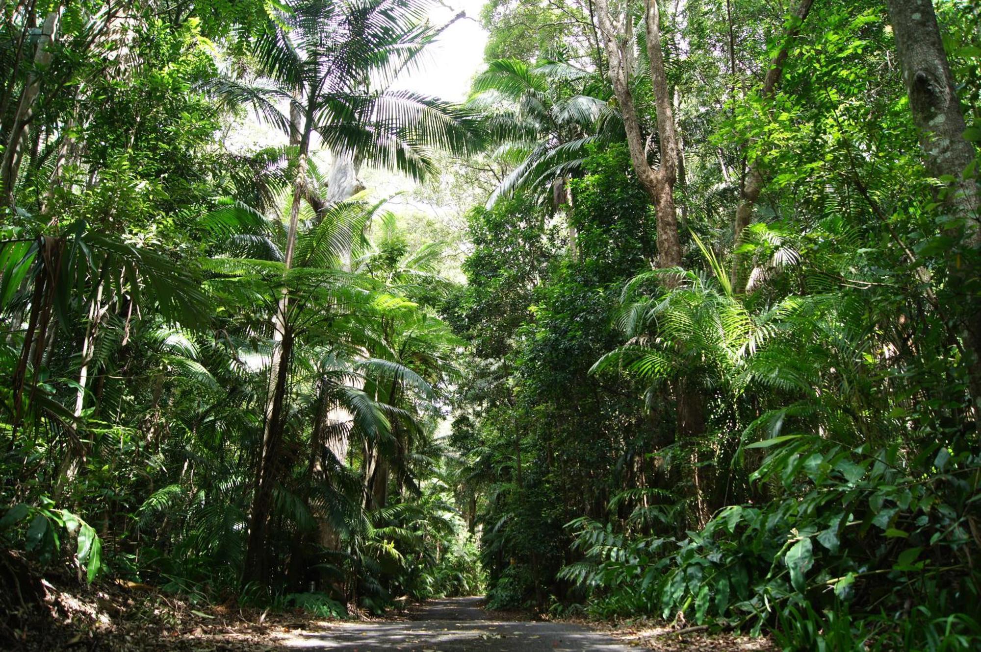 Songbirds Rainforest Retreat Mount Tamborine Eksteriør bilde